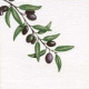 Olivia Runner 120x48 Olivia Runner 120x48